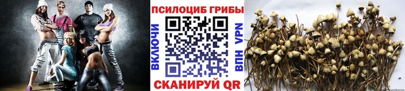 где найти наркотики  Духовщина  Псилоцибиновые грибы Psilocybine cubensis 